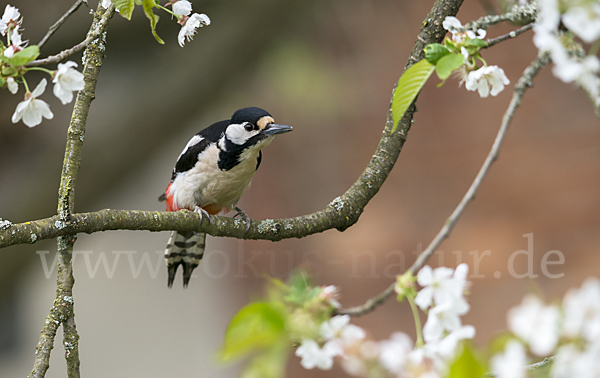 Buntspecht (Dendrocopos major)