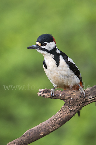 Buntspecht (Dendrocopos major)