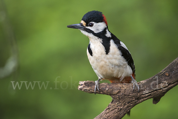 Buntspecht (Dendrocopos major)