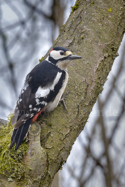 Buntspecht (Dendrocopos major)