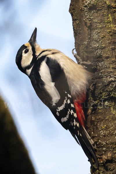 Buntspecht (Dendrocopos major)