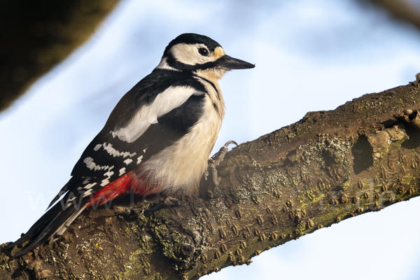 Buntspecht (Dendrocopos major)