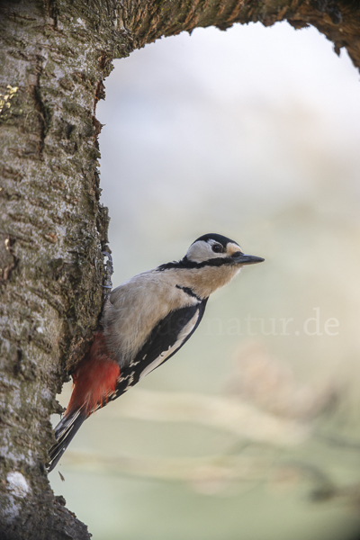 Buntspecht (Dendrocopos major)