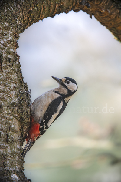 Buntspecht (Dendrocopos major)