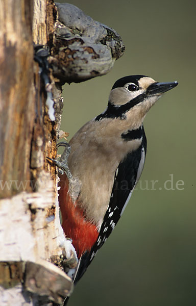 Buntspecht (Dendrocopos major)