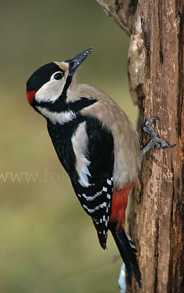 Buntspecht (Dendrocopos major)