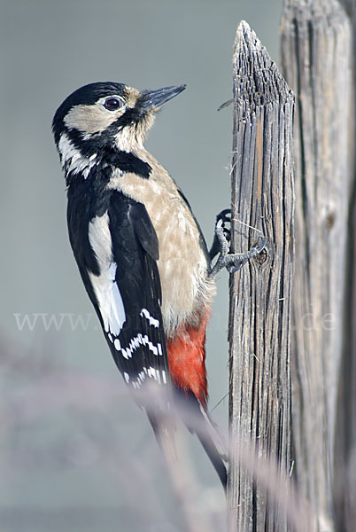 Buntspecht (Dendrocopos major)