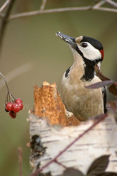 Buntspecht (Dendrocopos major)