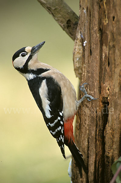 Buntspecht (Dendrocopos major)