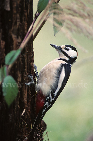 Buntspecht (Dendrocopos major)