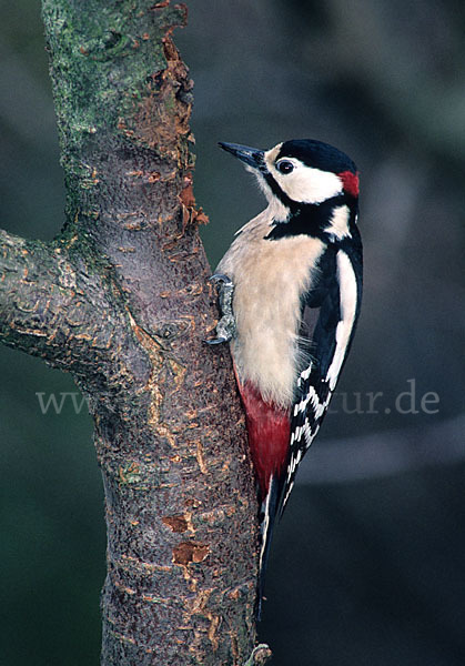 Buntspecht (Dendrocopos major)