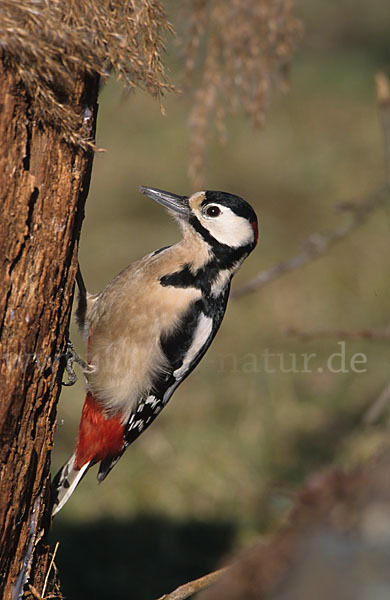 Buntspecht (Dendrocopos major)