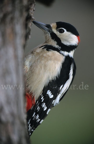 Buntspecht (Dendrocopos major)