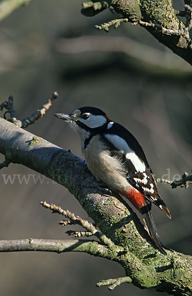 Buntspecht (Dendrocopos major)