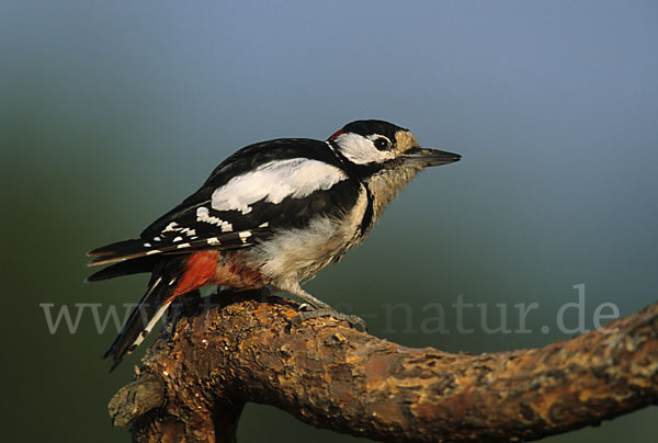 Buntspecht (Dendrocopos major)