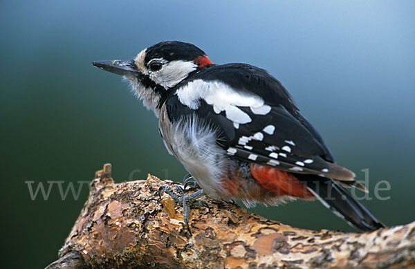 Buntspecht (Dendrocopos major)