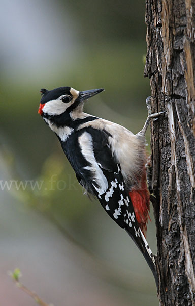 Buntspecht (Dendrocopos major)