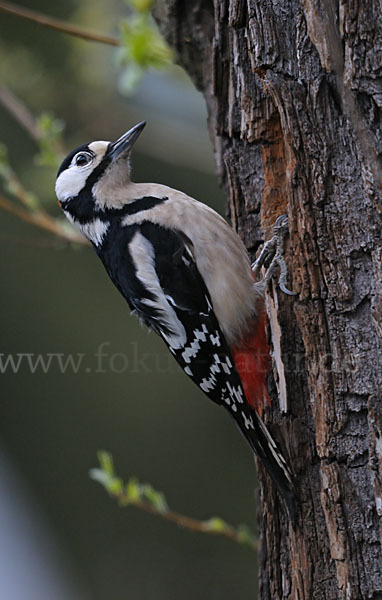 Buntspecht (Dendrocopos major)