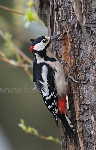 Buntspecht (Dendrocopos major)