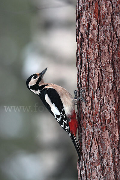 Buntspecht (Dendrocopos major)