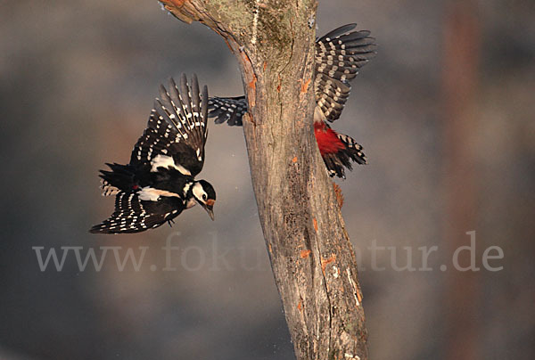 Buntspecht (Dendrocopos major)