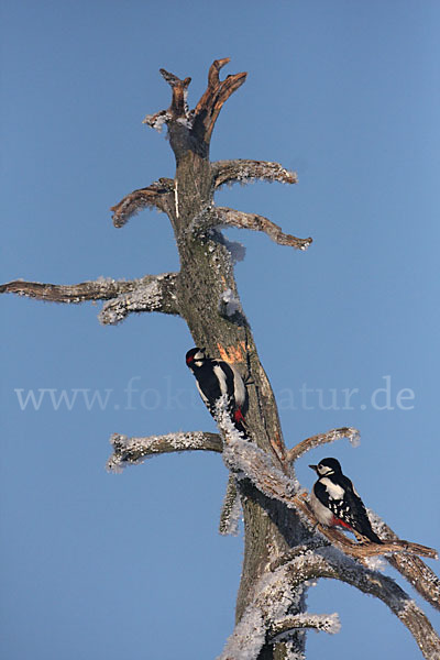 Buntspecht (Dendrocopos major)