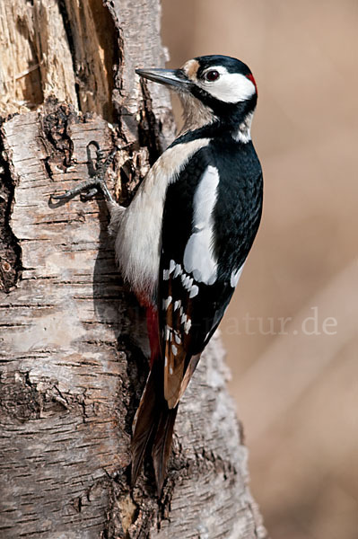 Buntspecht (Dendrocopos major)