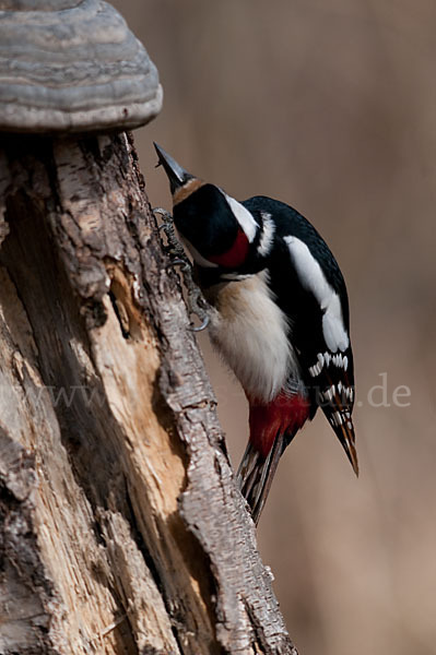 Buntspecht (Dendrocopos major)