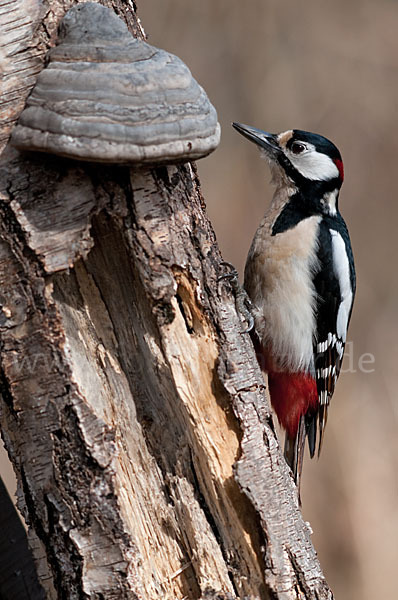 Buntspecht (Dendrocopos major)