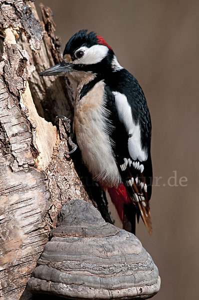 Buntspecht (Dendrocopos major)