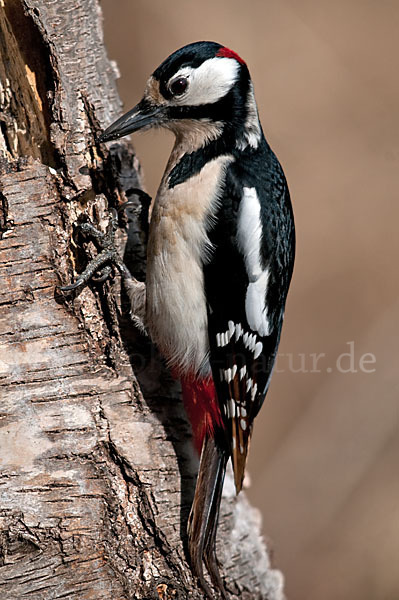 Buntspecht (Dendrocopos major)