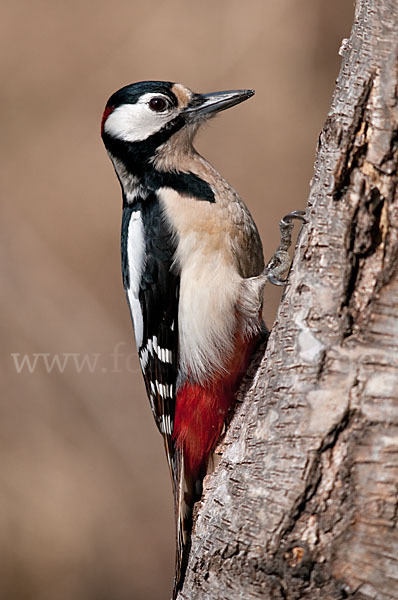 Buntspecht (Dendrocopos major)