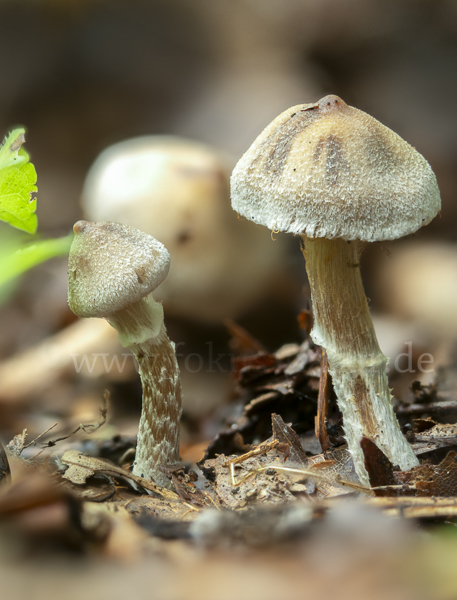 Buntstieliger Gürtelfuß (Cortinarius casimiri)