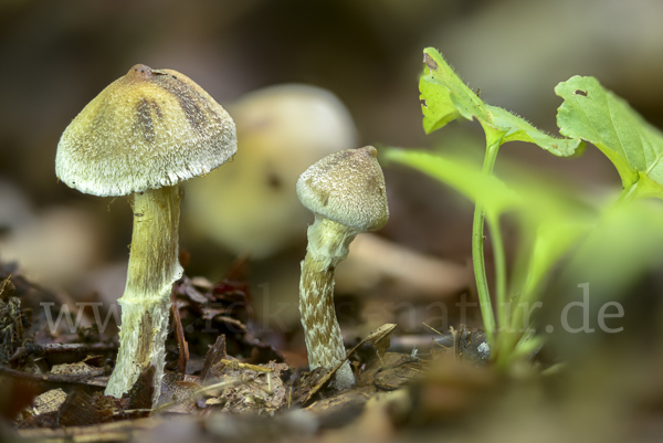 Buntstieliger Gürtelfuß (Cortinarius casimiri)