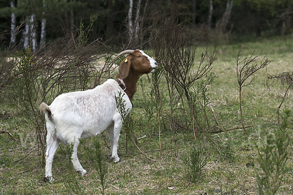 Burenziege (Capra aegagrus hircus sspec.1)