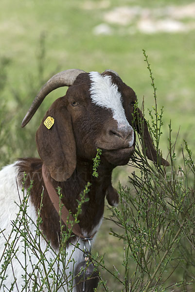 Burenziege (Capra aegagrus hircus sspec.1)