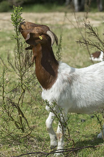 Burenziege (Capra aegagrus hircus sspec.1)