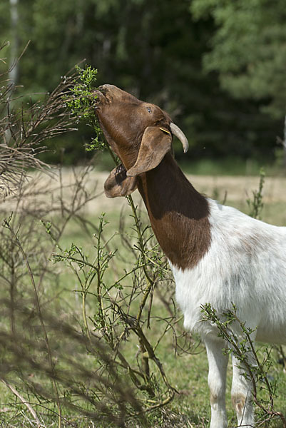 Burenziege (Capra aegagrus hircus sspec.1)