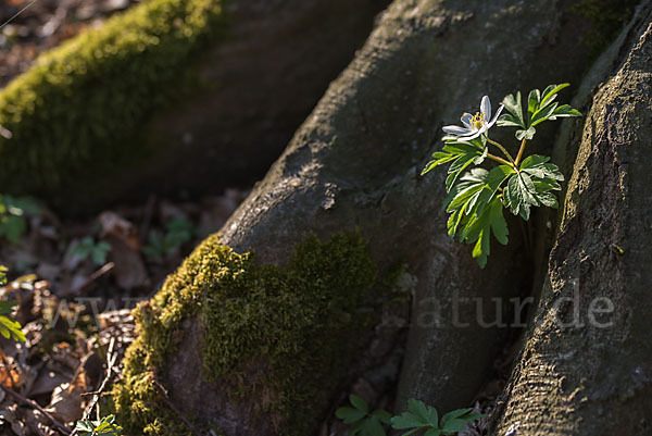 Busch-Windröschen (Anemone nemorosa)