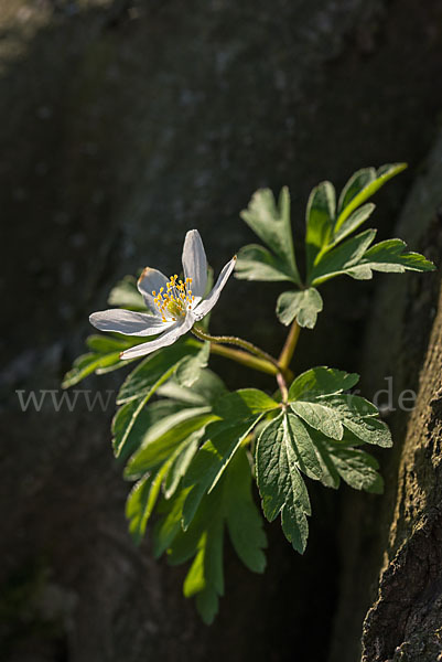 Busch-Windröschen (Anemone nemorosa)