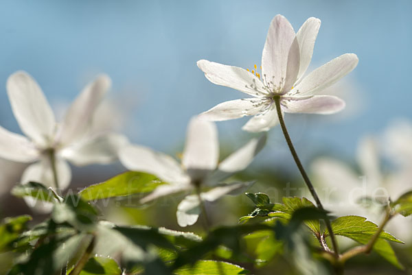 Busch-Windröschen (Anemone nemorosa)