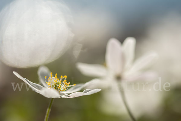 Busch-Windröschen (Anemone nemorosa)