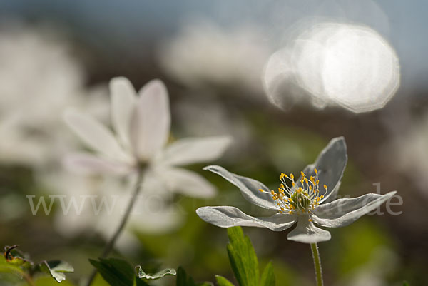 Busch-Windröschen (Anemone nemorosa)