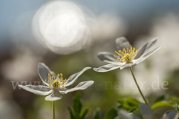 Busch-Windröschen (Anemone nemorosa)