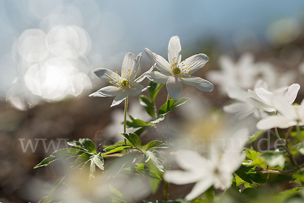 Busch-Windröschen (Anemone nemorosa)