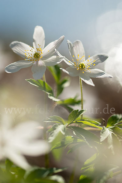 Busch-Windröschen (Anemone nemorosa)