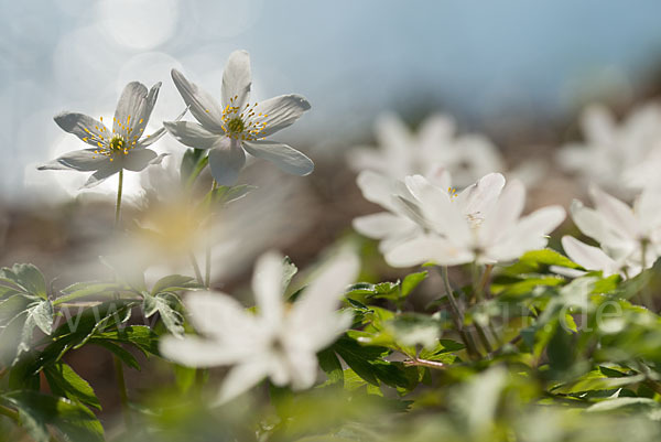 Busch-Windröschen (Anemone nemorosa)