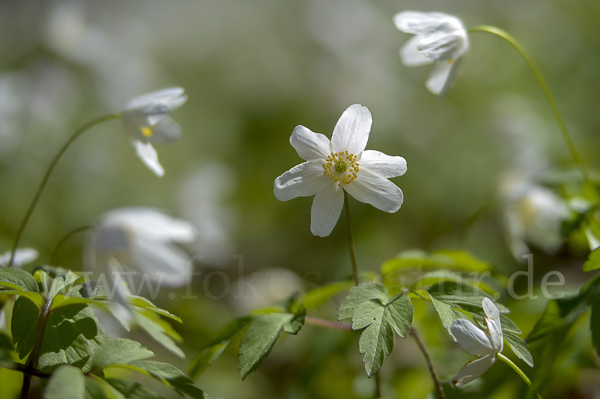 Busch-Windröschen (Anemone nemorosa)