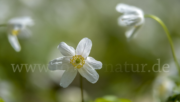 Busch-Windröschen (Anemone nemorosa)