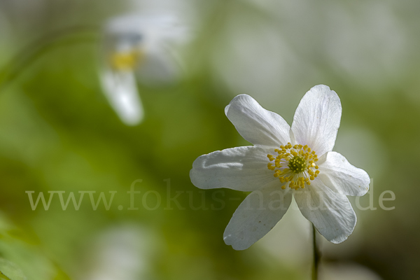 Busch-Windröschen (Anemone nemorosa)